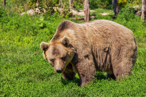 Nowi mieszkaÅcy zoo